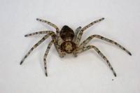 Philodromus