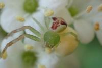 Ebrechtella tricuspidata