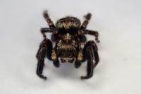 Pseudeuophrys erratica