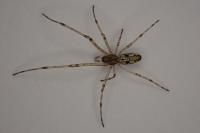 Tetragnatha