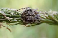 Agalenatea redii