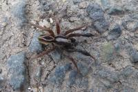 Alopecosa cuneata