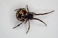 Parasteatoda lunata