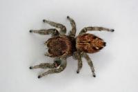 Evarcha