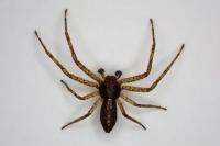 Tmarus