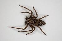 Oxyopes