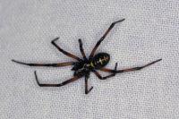 Steatoda paykulliana