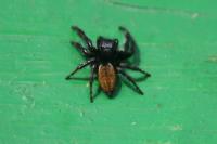Carrhotus xanthogramma