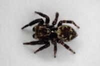 Pseudeuophrys erratica