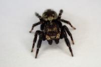 Pseudeuophrys erratica