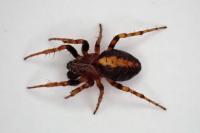 Cercidia prominens