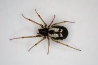 Microlinyphia pusilla