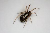 Microlinyphia pusilla