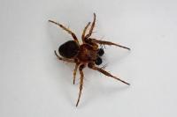 Araneus