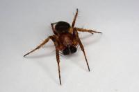 Araneus