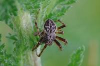 Agalenatea redii