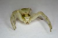 Thomisus onustus