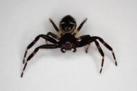 Synema globosum