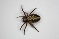 Aculepeira ceropegia