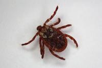 Dermacentor reticulatus