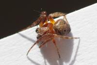 Araneus