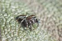 Heliophanus tribulosus
