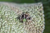 Heliophanus tribulosus