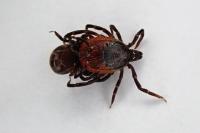 Ixodes ricinus