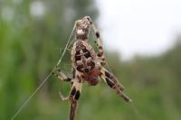 Larinioides cornutus