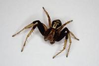 Xysticus