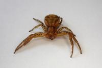 Xysticus