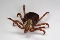 Dermacentor reticulatus