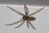 Cheiracanthium