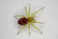 Nigma flavescens