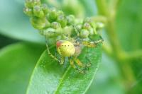 Araniella