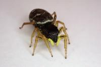 Heliophanus