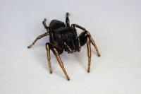 Heliophanus