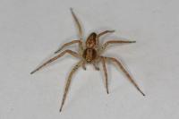 Philodromus dispar