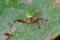 Ebrechtella tricuspidata