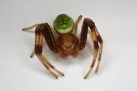 Ebrechtella tricuspidata