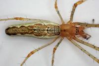 Tetragnatha