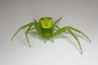 Ebrechtella tricuspidata