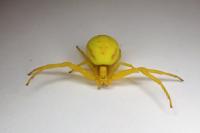 Misumena vatia