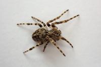 Larinioides sclopetarius