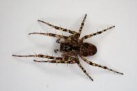 Metellina merianae