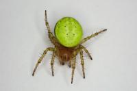 Araniella