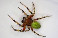 Araniella