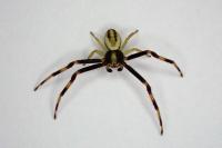 Misumena vatia