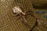 Tmarus