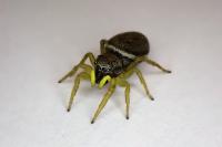 Heliophanus